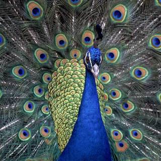 Burung merak wallpaper HD