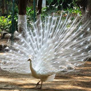 Burung merak wallpaper HD