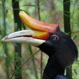 Rhinoceros hornbill wallpaper