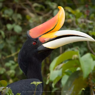 Rhinoceros hornbill wallpaper