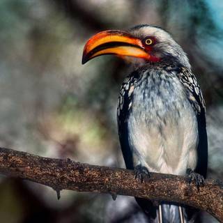 Rhinoceros hornbill wallpaper