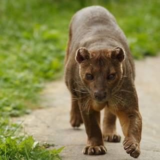 Fossa wallpaper
