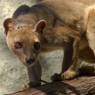 Fossa wallpaper