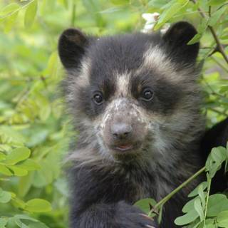 Spectacled bear wallpaper