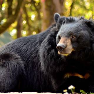 Spectacled bear wallpaper