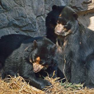 Spectacled bear wallpaper