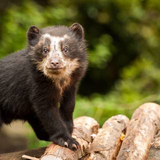 Spectacled bear wallpaper