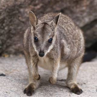 Wallaby wallpaper