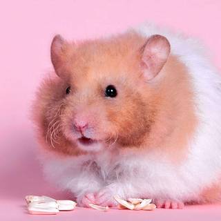 Hamsters wallpaper