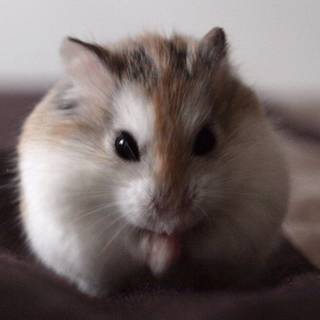 Hamsters wallpaper