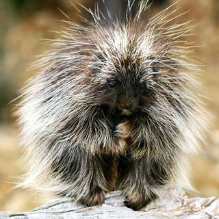Porcupine wallpaper