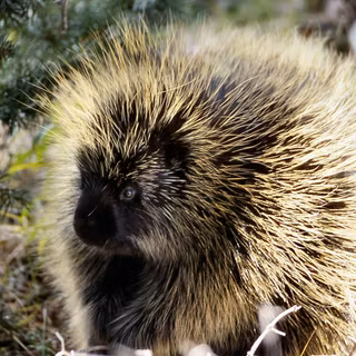 Porcupine wallpaper