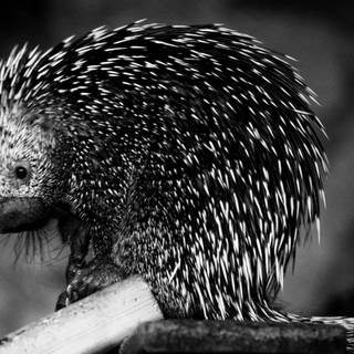 Porcupine wallpaper