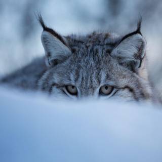 Lynxes wallpaper