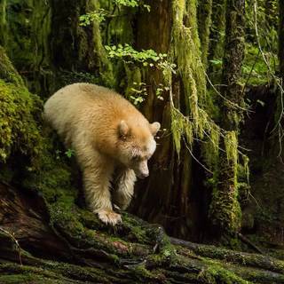 Kermode bear wallpaper
