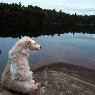 Kermode bear wallpaper