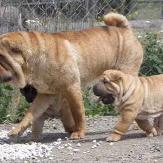 The Chinese Shar-Pei wallpaper