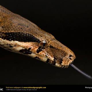 Boa constrictor wallpaper