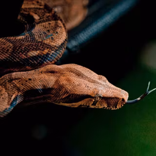 Boa constrictor wallpaper