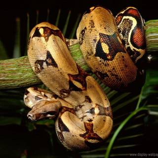 Boa constrictor wallpaper