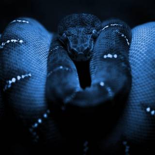 Boa constrictor wallpaper