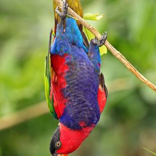 Lories and lorikeets wallpaper