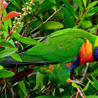 Lories and lorikeets wallpaper