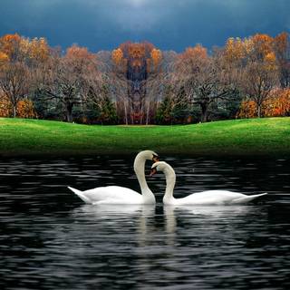 Latest natural wallpaper