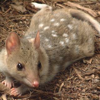 Quoll wallpaper