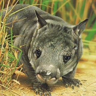 Wombat wallpaper
