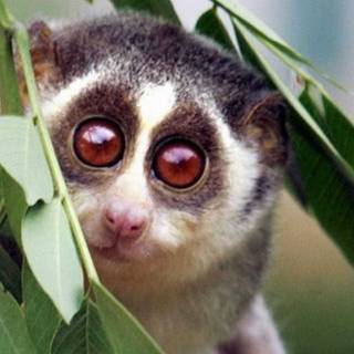 Slow loris wallpaper