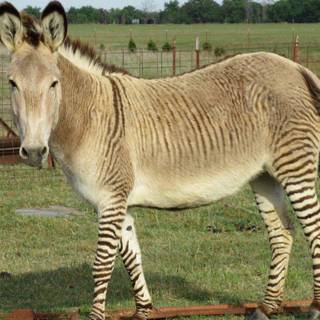 Zebroid wallpaper