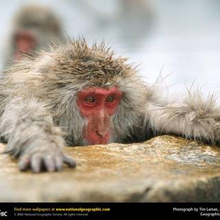 Japanese macaque wallpaper