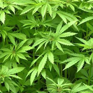 Maconha wallpaper HD