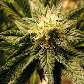 Maconha wallpaper HD