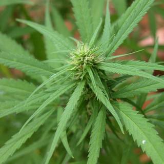 Maconha wallpaper HD