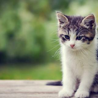 Cute kittens wallpaper for mobile