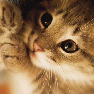 Cute kittens wallpaper for mobile