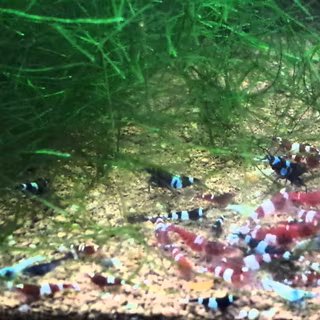 Kingkong and panda wallpaper