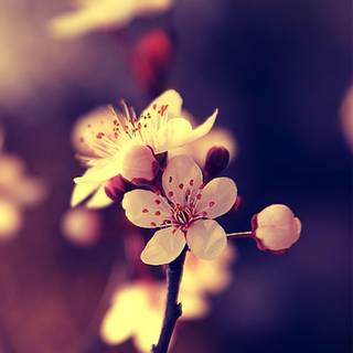 Wallpaper for mobile