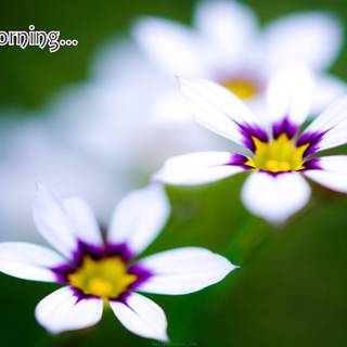 HD good morning wallpaper