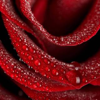 Lovable HD wallpaper