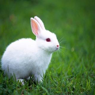 Cute white baby rabbit wallpaper