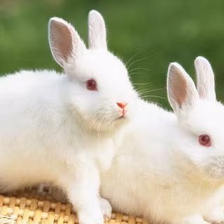 Cute white baby rabbit wallpaper