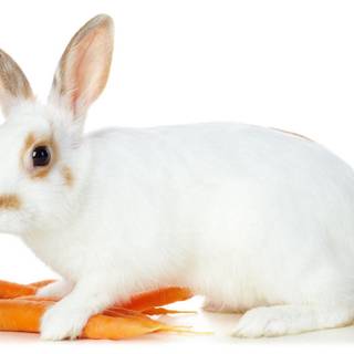 Cute white baby rabbit wallpaper