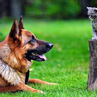 German shepherd HD wallpaper