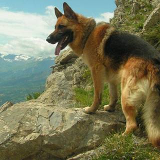 German shepherd HD wallpaper