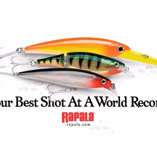 Rapala wallpaper