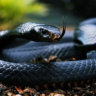 Snake king cobra HD wallpaper