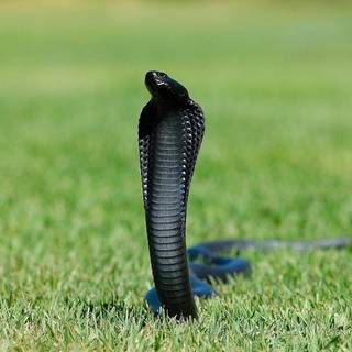 Snake king cobra HD wallpaper